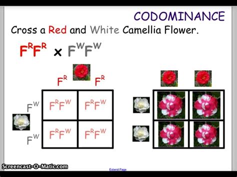 Codominance Examples Punnett Square