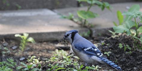 Blue Jay Eggs: Everything You Need to Know - Birdwatching Buzz