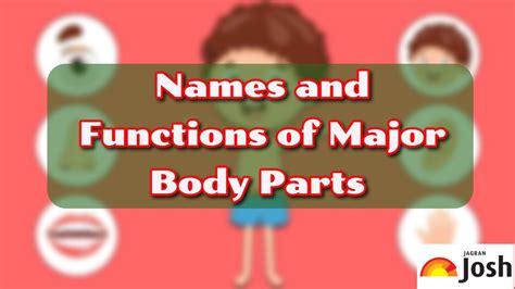 50+ Body Parts Names in English and Hindi