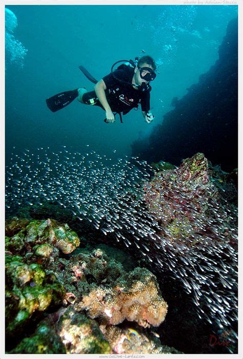 Scuba Diving with Go Dive Lanta, Ko Lanta, Krabi, THAILAND. (Dengan gambar)