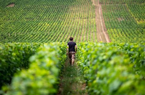 Bourgogne - The reinvention of an eternal classic - Decanter