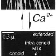 Cartoon illustrating conoid retraction and extension in response to ...