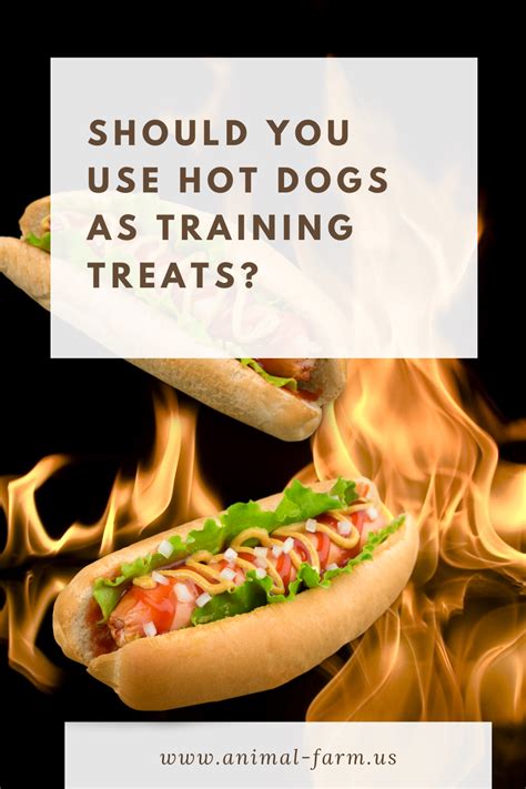 Should You Use Hot Dogs as Training Treats? in 2021 | Can dogs eat, Hot ...