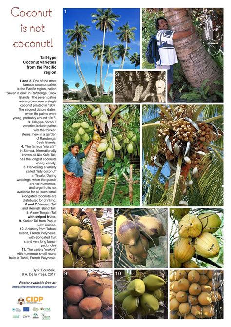 Coconut planting material for the Pacific region: Tall-type coconut varieties from the Pacific ...