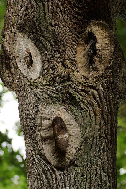 Found Faces - The Surprised Tree Face Weird Trees, Tree People, Magical Tree, Tree Faces, Tree ...