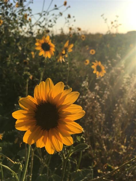 Aesthetic Sunflower Field Wallpapers - Wallpaper Cave