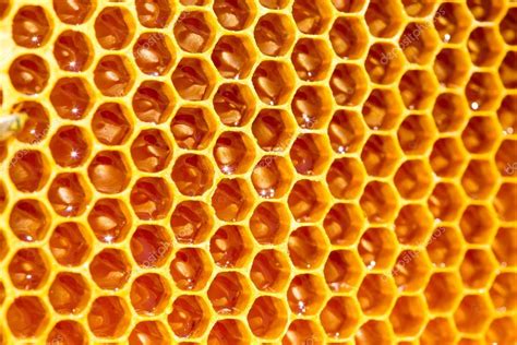 Bee honey in honeycomb — Stock Photo © kotomiti #52774035