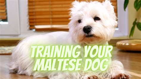 Training Your Maltese Dog: Effective Techniques for Success