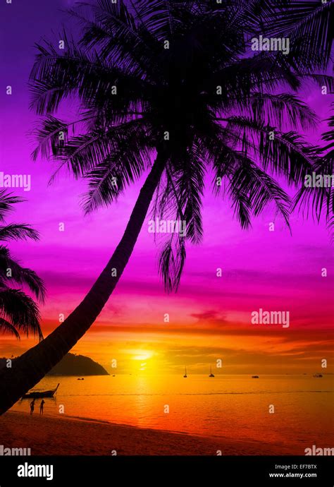 Palm tree silhouette on tropical beach at sunset Stock Photo - Alamy