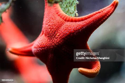 500 Red Starfish Stock Photos, High-Res Pictures, and Images - Getty Images