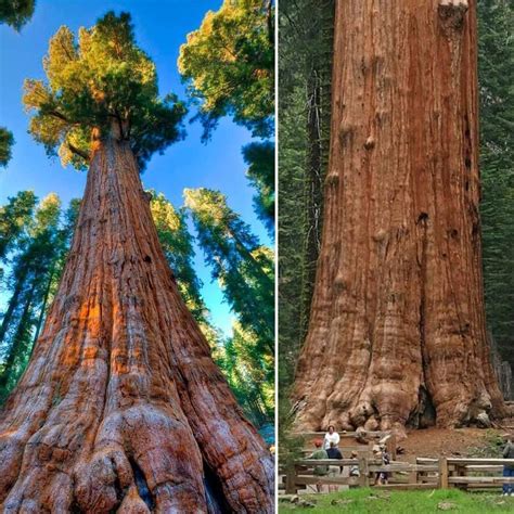 1Pic - The General Sherman Tree, Location Giant Forest of Sequoia National Park in Tulare County ...