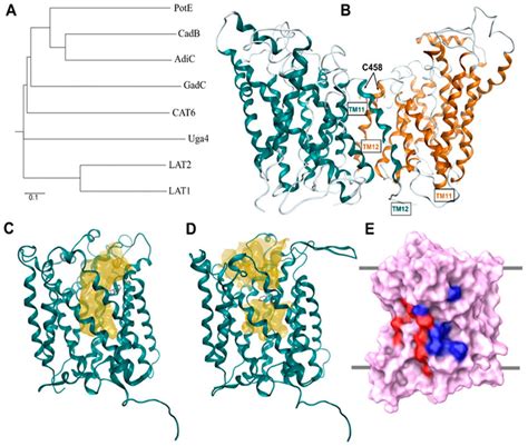 (A) Phylogenetic tree of amino acid transporters based on multiple ...