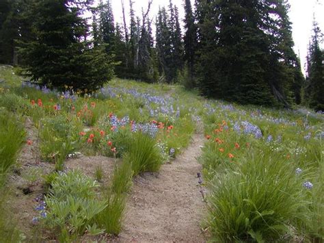 Lower Mad River Valley — Washington Trails Association