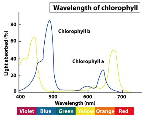 Chlorophyll Absorption Spectrum