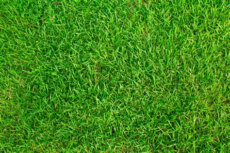 When & How to Plant a Zoysia Grass Lawn | Absolute Lawn Pros