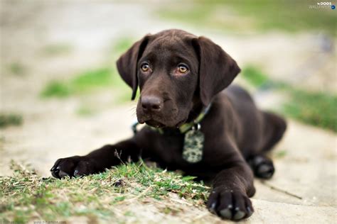 Chocolate Lab Puppy Wallpaper (60+ images)