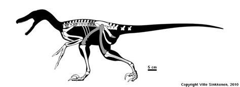 Balaur skeletal | Dinosaur pictures, Prehistoric animals, Skeletal