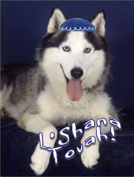 Jewish Dog Hanukkah Dog, Really Cute Puppies, New Year's Crafts, Rosh Hashanah, New Year Card ...