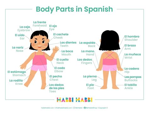 Learn 30+ Body Parts in Spanish - Free Printable included – Habbi Habbi