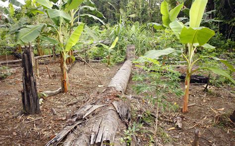 Slash-and-Burn Agriculture: Can It Be Sustainable Again?