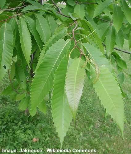 Chestnut Trees: Types, Leaves, Fruit - American, European and More ...