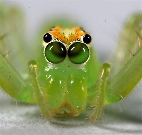 Magnolia Green Jumper - Lyssomanes viridis - BugGuide.Net | Magnolia green, Spider, Jumping spider