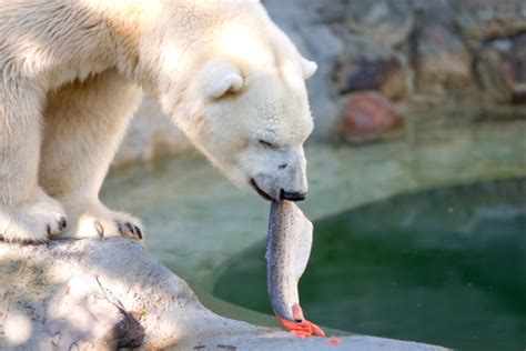 หมีขั้วโลกกินปลาแซลมอน ภาพสต็อก - ดาวน์โหลดรูปภาพตอนนี้ - หมีขาว - หมี, สวนสัตว์, การกิน - การ ...