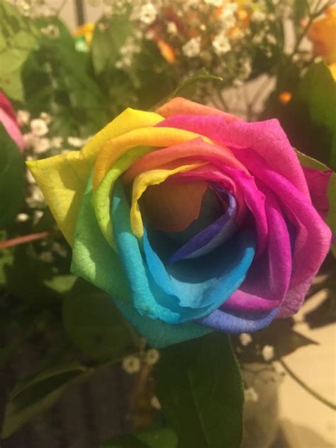 Rainbow Roses – CocoChlo blog