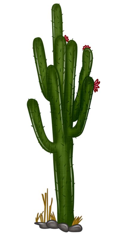 Cactus Border Png