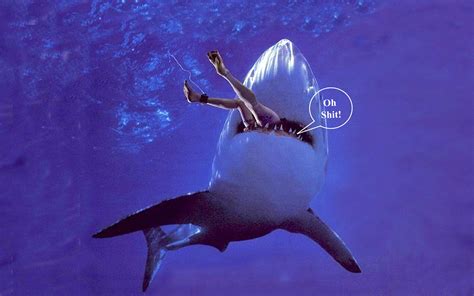 Whale, Humor, Animals, Whales, Animales, Animaux, Humour, Funny Photos, Animal