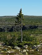 Category:Old Tjikko – Wikimedia Commons