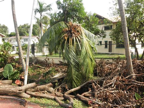 Coconut Tree Damaged After Typhoon Nesat | At Taman Kinabalu… | Flickr