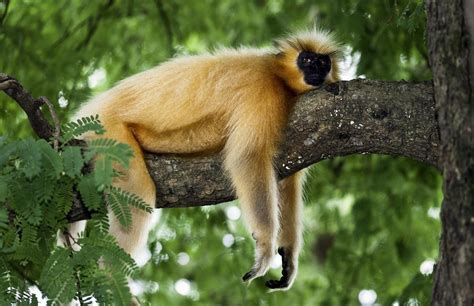 Gee’s Golden Langur, Trachypithecus geei - New England Primate Conservancy