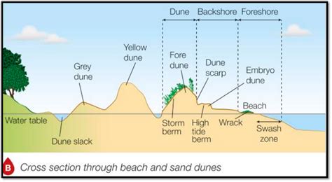 Theme 5 Small Scale Ecosystem: Sand Dunes Perranporth Case Study ...