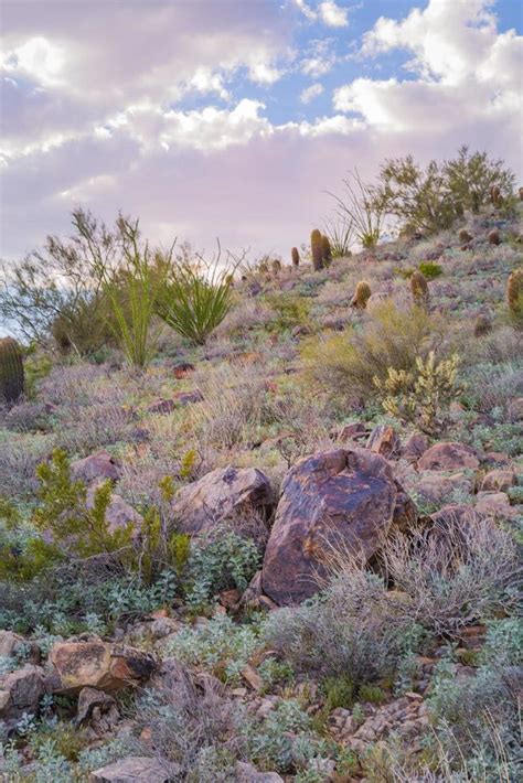 Sonoran desert Landscape images 8142455 Stock Photo at Vecteezy