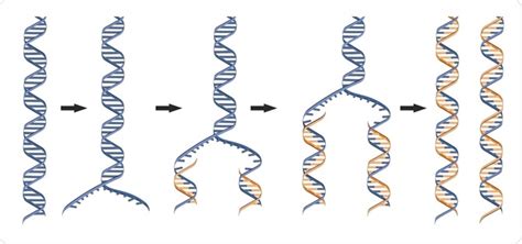 DNA Polymerase Function