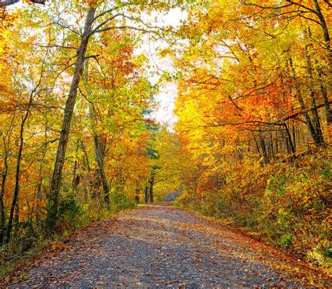 Fall color near the Talimena Scenic Byway - Buddy Hawkins