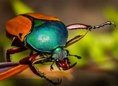 A Colorful Carapace | Insect photos, Insects, Animal groups