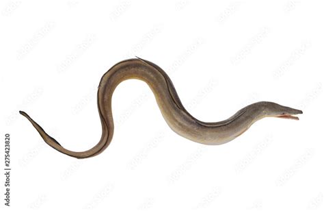 Indian pike conger or conger-pike eel isolated on white, congresox ...