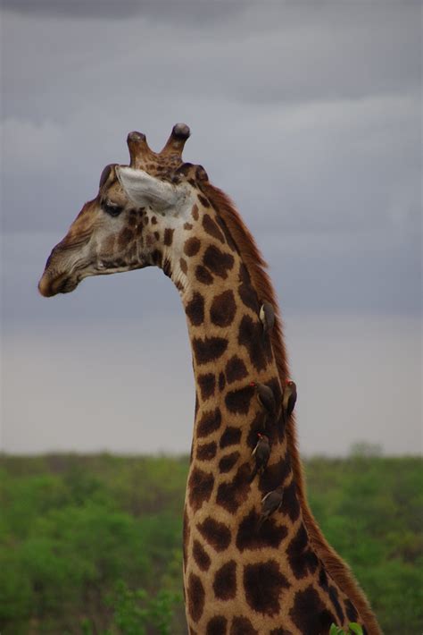 imgp2057 | Northern Giraffe (Giraffa camelopardalis) being s… | Flickr