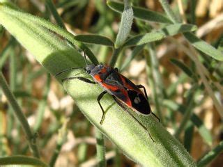 Photos: Amazing Insects of the North American Deserts | Live Science