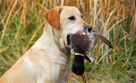 Dog Hunting Training: Best And Complete Guide