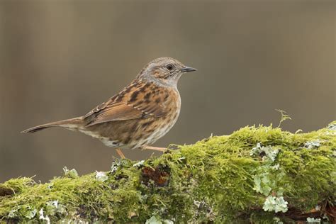 Dunnock Song — Gavin Vella