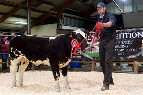 Weanling heifer sells for £13,000 at Clogher Mart - Agriland.ie