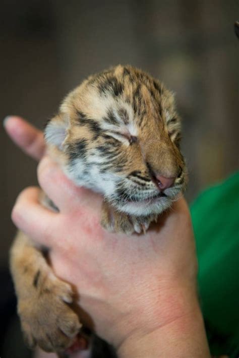 Utterly cute: Three Amur tiger cubs born on Earth Day at Columbus zoo ...