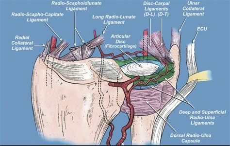 TFCC Injury - Hand - Orthobullets