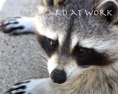 Items similar to Look Into the Raccoon's Eyes - 8x10 photograph ...