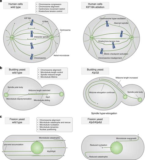 Multiple functions of kinesin-8 motors in diverse organisms. a... | Download Scientific Diagram