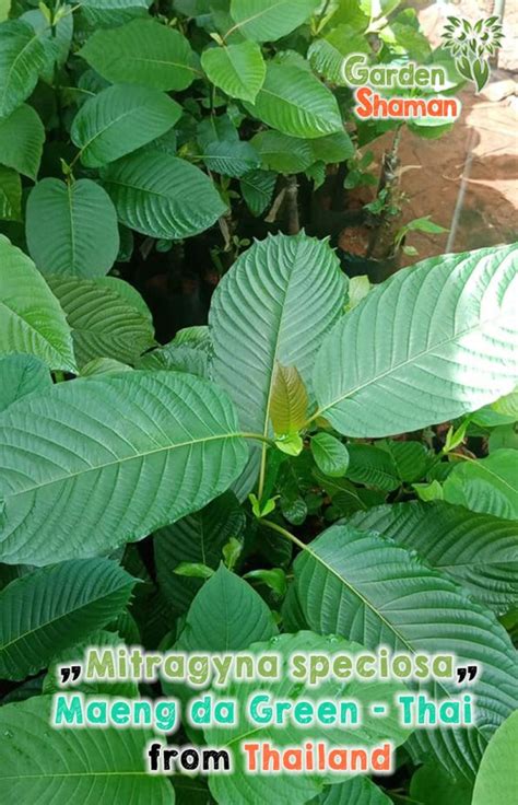 Kratom "Green Maeng Da - Thai" (Mitragyna speciosa) - Seeds ...