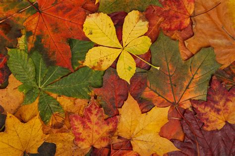 Colorful Autumn Leaves Free Stock Photo - Public Domain Pictures